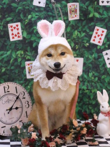 20250426ひまわりちゃん